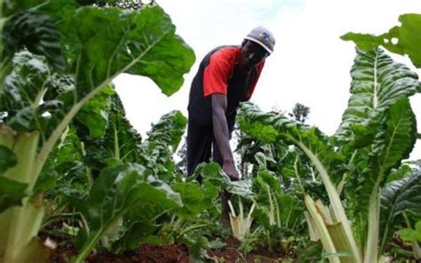 List Of Profitable Crops To Grow In Kenya