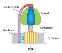 f1f0- ATP synthase Flashcards | Quizlet