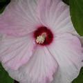 Hibiskus Luna Pink Swirl Lubera De