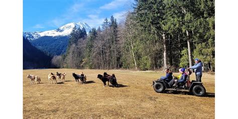 Les Contamines Montjoie À la découverte des chiens polaires