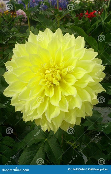 Yellow Dahlia Flower Stock Photo Image Of Flowers Beauty 144255024