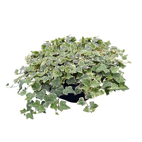 Hedera helix Glacier - Schneider BV - Schneider, Young plant and Seed ...