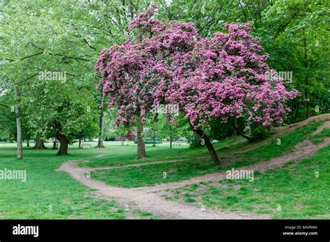 A Crimson Cloud Hawthorn Tree Crataegus Laevigata Punicea In Full