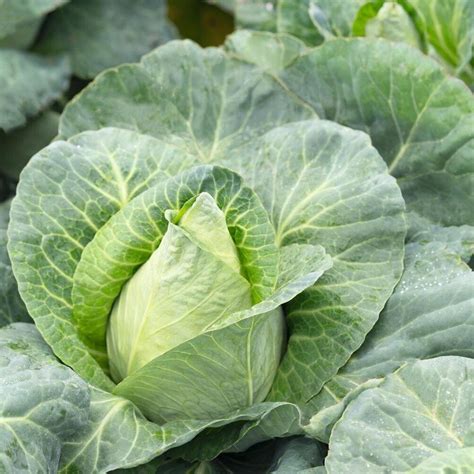 Cabbage Caraflex F1 — Organic Seeds Australia