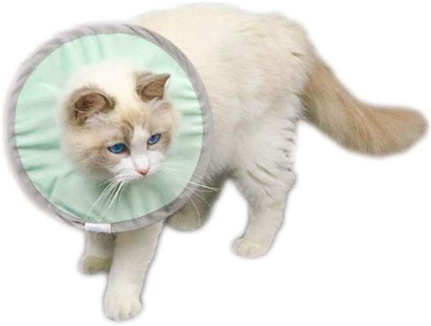 how to put on cat cone
