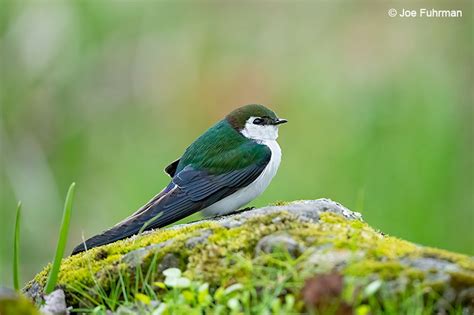 Violet-green Swallow – Joe Fuhrman Photography
