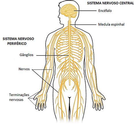 Sistema Nervoso Função - Sistema nervoso - O que é, função, anatomia, SNC, SNP, doenças