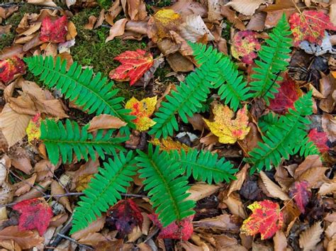 Native Evergreen Ferns for Perennially Beautiful Shade Gardens – Black Gold