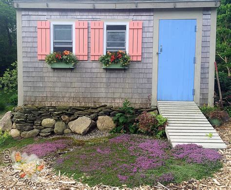 thyme  ground cover coffee  roses