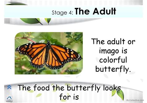 Life Cycle Of Butterfly General Read English Esl Powerpoints 4080 Hot