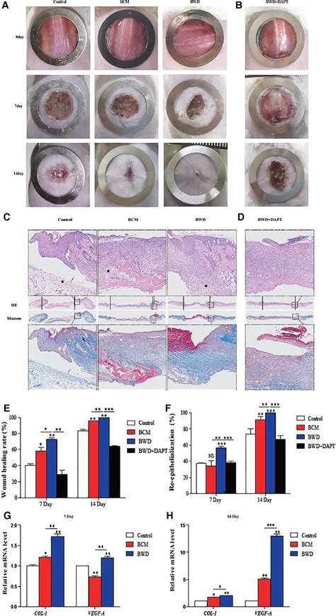 BWD Promoted Acute Wound Healing In Mice A Mouse Wounds On Days 0