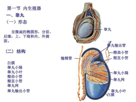 1男性生殖系统 解剖_word文档在线阅读与下载_无忧文档