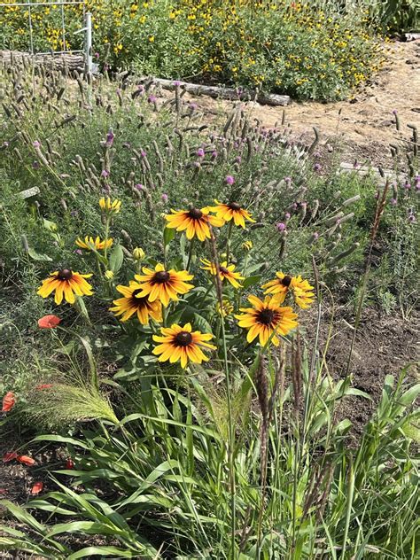 Gardening in Neepawa – Manitoba Master Gardener Association