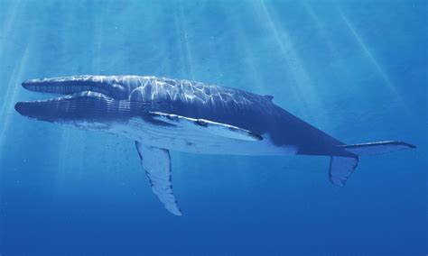 Baleia Azul Está Em Extinção - Baleias azuis voltam à costa atlântica da Espanha depois de 40 anos ...