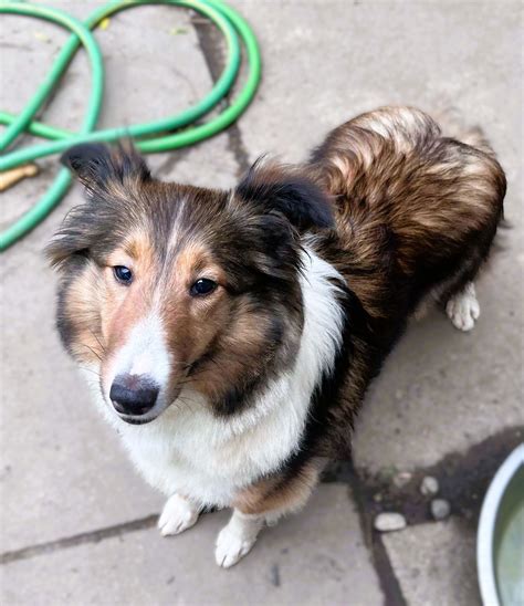 Dog for Adoption - Willa, a Shetland Sheepdog Sheltie in Clarence, NY | Alpha Paw