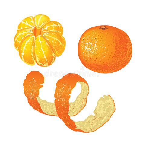 Peeled Mandarin With Wedges Hand Drawn Illustration Watercolor