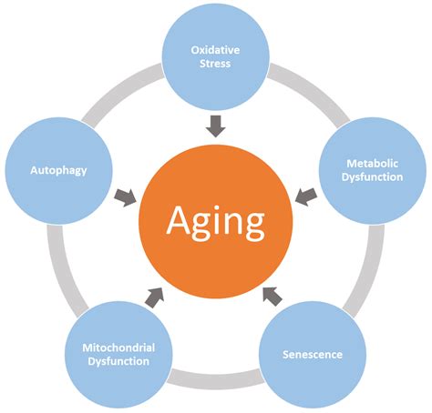 Attenuation of Aging-Related Oxidative Stress Pathways by