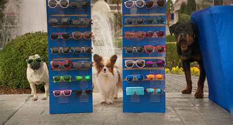 Movie Review ‘show Dogs Is ‘turner And Hooch Meets ‘miss Congeniality