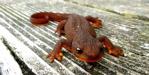 Тритон: описание земноводного животного, интересные факты и фото