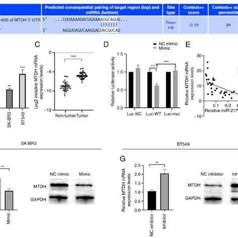 Mtdh Is A Direct Target Of Mir P A Schematic Representation Of