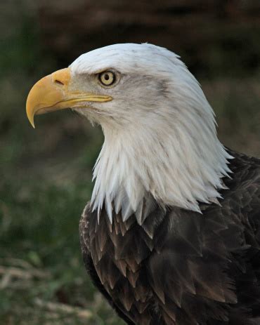 Bald Eagle Profile Stock Photo - Download Image Now - Eagle - Bird