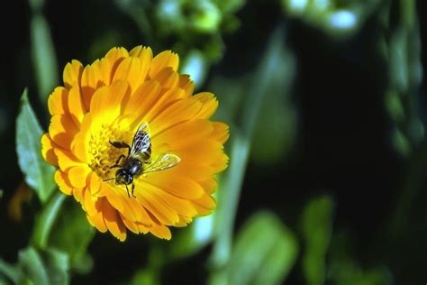 Imagen gratis Abeja flor polinización polen planta insecto