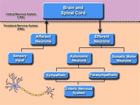 Central Nervous System Flow Diagram System Nervous Cns Centr