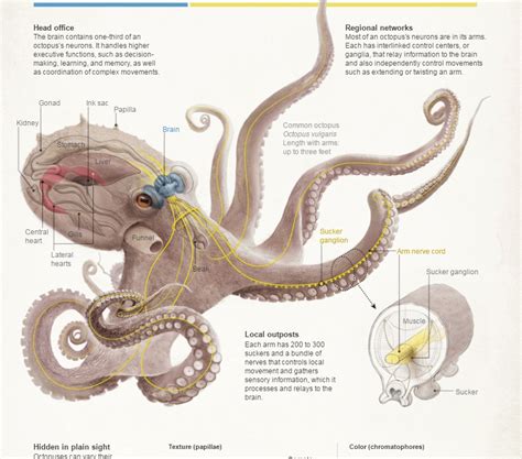 Brain Anatomy-brain Anatomy Brain Facts Brain Injury