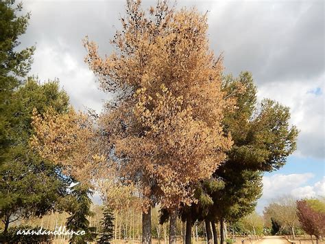 Parquealamillo Encinarosa Pinus Halepensis Pino Carrasco Pino De