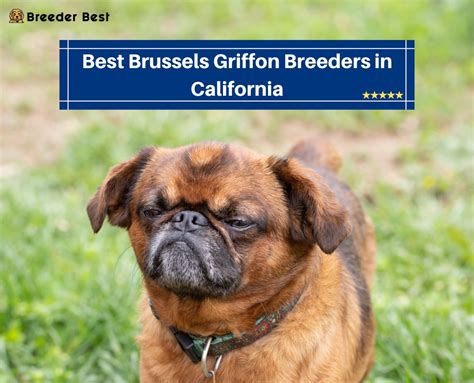 6 Best Brussels Griffon Breeders In California 2023 Breeder Best