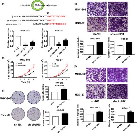 Circhn1 Downregulation Promotes Gc Cell Proliferation Migration And Download Scientific