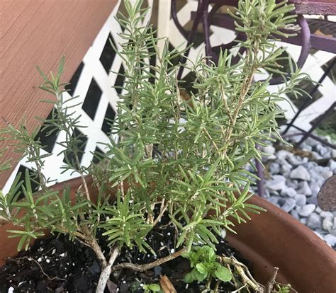 Rosemary – From the Outside