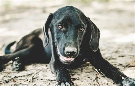 how to get rid of dogs hiccups