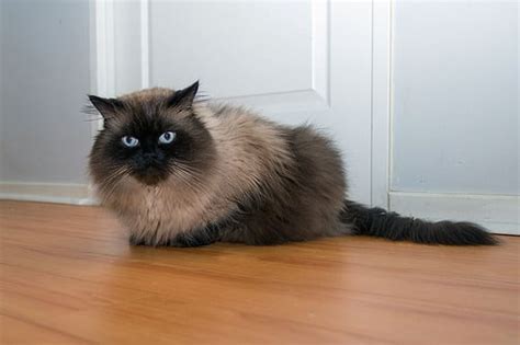 himalayan cat cost howmuchisitorg