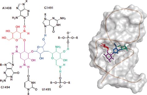 Ribonucleic Acids As Drugs And Drug Targets Basicmedical Key