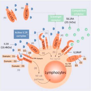 Structures And Functions Of The Il R Complex Il B Forms A