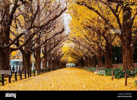 tokyo rich yellow ginkgo tree tunnel  jingu gaien avanue  autumn