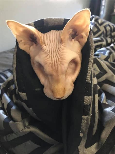A Hairless Cat Is Wrapped In A Blanket