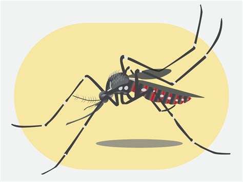 Aedes Aegypti Mosquito In Illustration Symbol 11090566 Vector Art At