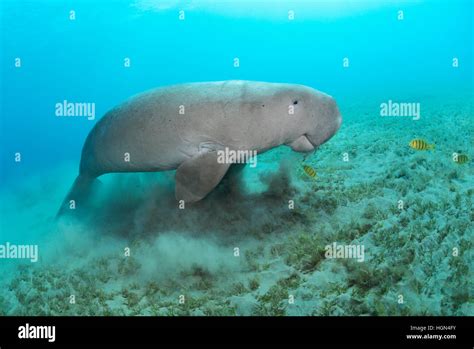 Dugong Hi Res Stock Photography And Images Alamy