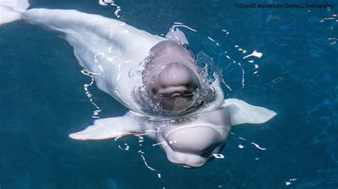 Shedd Aquariums Beluga Whale Mauyak Gives Birth To Calf Abc7 Chicago