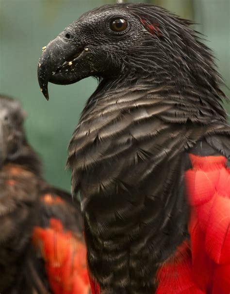 The Dracula Parrot Is Scary And Beautiful All At Once