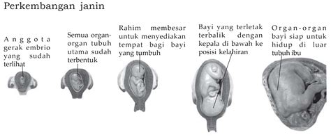tahapan perkembangan embrio sampai terbentuknya janin biologi edukasi