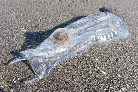 What are ‘salpas’? The bizarre transparent creatures currently washing