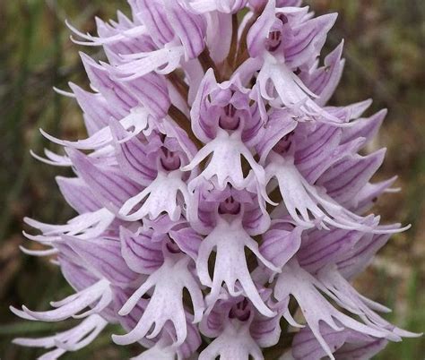 Wild Nature Of The Cantabrian Mountains Spain A New Location Of The Orchis Italica Naked Man