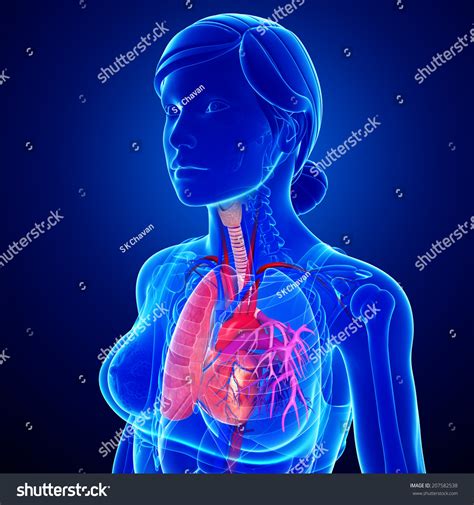 Illustration Male Lungs Anatomy Shutterstock