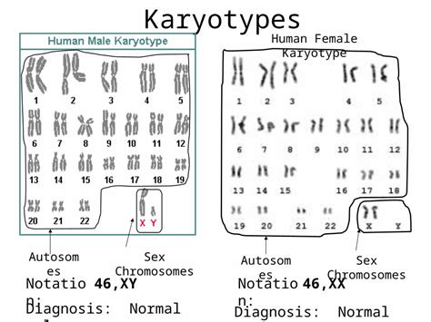 Ppt Karyotypes Sex Chromosomesautosomes Human Female Karyotype