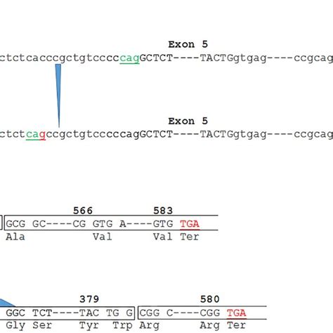 Schematic Representation Of The Consequences Of The Mutations In The