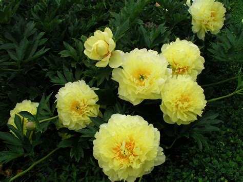Intersectional Peonies Palmiters Garden Nursery