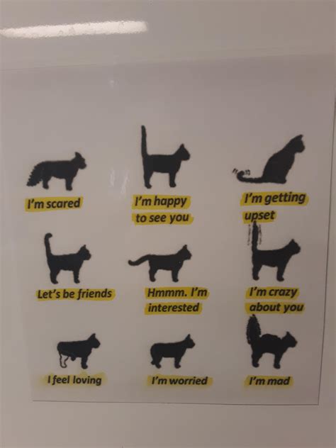 Cat mood based on tail position : r/cats